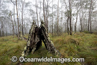 Snow Gum forest in mist Photo - Gary Bell