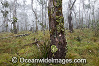 Snow Gums in mist Photo - Gary Bell