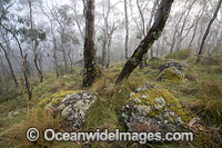 Snow Gum forest in mist Photo - Gary Bell