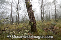 Snow Gums in mist Photo - Gary Bell