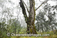Snow Gum forest in mist Photo - Gary Bell
