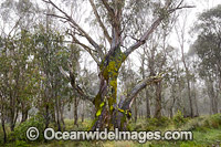 Snow Gums in mist Photo - Gary Bell