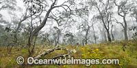 Snow Gums in mist Photo - Gary Bell