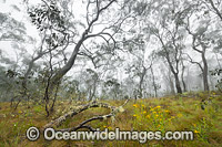 Snow Gum forest in mist Photo - Gary Bell