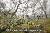 Snow Gums in mist Photo - Gary Bell