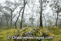 Snow Gums in mist Photo - Gary Bell