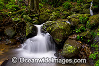 Rainforest Cascade Dorrigo Photo - Gary Bell
