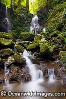 Rainforest Waterfall Dorrigo Photo - Gary Bell