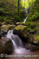 Rainforest Waterfall Dorrigo Photo - Gary Bell