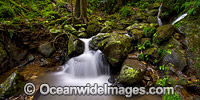 Rainforest Cascade Dorrigo Photo - Gary Bell