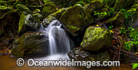 Rainforest Cascade Dorrigo Photo - Gary Bell