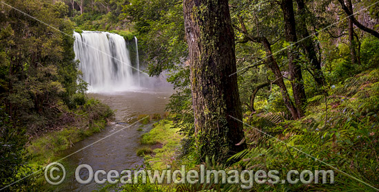 Dangar Falls Dorrigo photo Dangar Falls Dorrigo photo