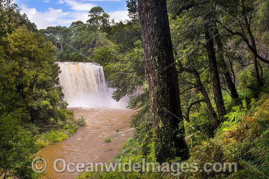 Dangar Falls Dorrigo photo Dangar Falls Dorrigo photo