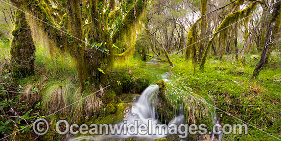 Cascade in Rainforest photo Cascade in Rainforest photo