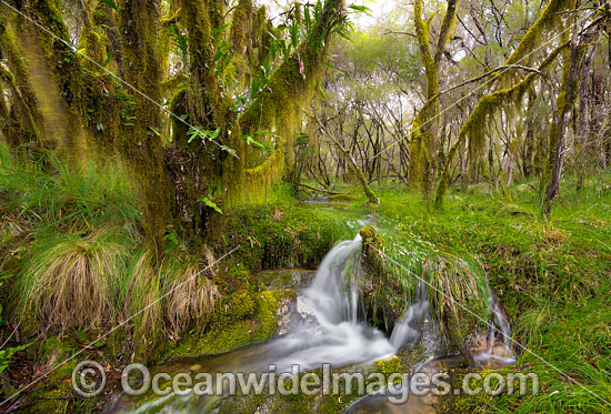 Cascade in Dorrigo Rainforest photo Cascade in Dorrigo Rainforest photo