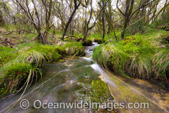 Cascade in Rainforest photo Cascade in Rainforest photo