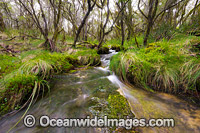 Cascade in Rainforest Photo - Gary Bell