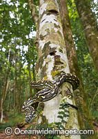 Carpet Python Morelia spilota Photo - Gary Bell