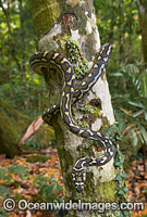 Carpet Python Morelia spilota Photo - Gary Bell