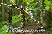 Carpet Python on tree Photo - Gary Bell