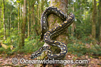 Carpet Python Morelia spilota Photo - Gary Bell