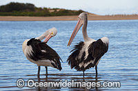 Australian Pelican Central Coast Photo - Gary Bell