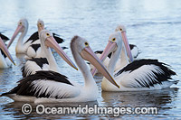 Australian Pelican Central Coast Photo - Gary Bell