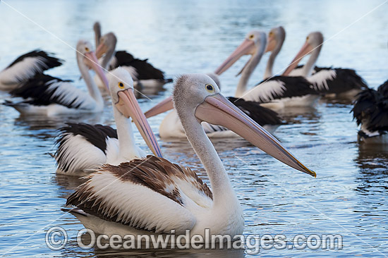 Australian Pelican Central Coast photo Australian Pelican Central Coast photo