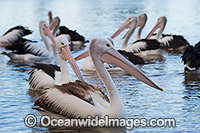 Australian Pelican Central Coast Photo - Gary Bell