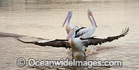 Australian Pelican Central Coast Photo - Gary Bell