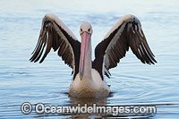 Australian Pelicans Photo - Gary Bell