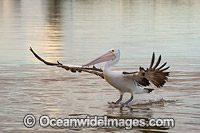 Australian Pelican Central Coast Photo - Gary Bell
