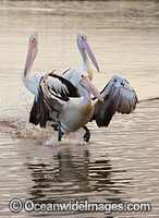 Australian Pelican Central Coast Photo - Gary Bell
