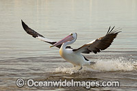 Australian Pelican landing on estuary Photo - Gary Bell