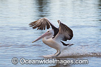 Australian Pelican landing on estuary Photo - Gary Bell