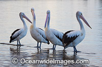 Australian Pelican Central Coast Photo - Gary Bell