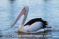 Australian Pelican Central Coast Photo - Gary Bell