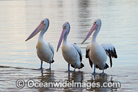 Australian Pelicans Central Coast Photo - Gary Bell