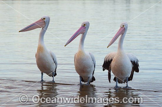 Australian Pelicans Central Coast photo