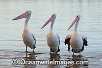 Australian Pelicans Central Coast Photo - Gary Bell