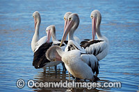 Australian Pelicans Central Coast Photo - Gary Bell