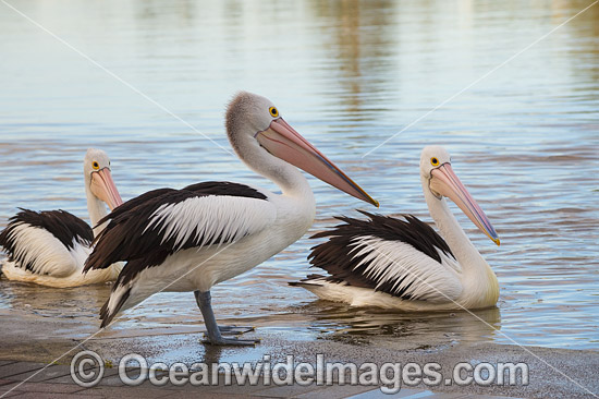 Australian Pelicans Central Coast photo Australian Pelicans Central Coast photo