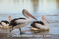 Australian Pelicans Central Coast Photo - Gary Bell