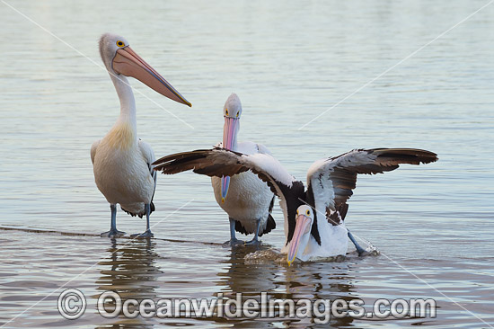 Australian Pelicans Central Coast photo