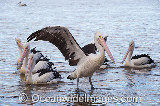 Australian Pelicans Central Coast photo