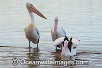 Australian Pelicans Central Coast Photo - Gary Bell