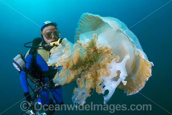 Diver and Giant Crinkled Jellyfish photo Diver and Giant Crinkled Jellyfish photo