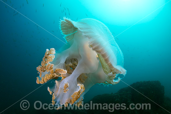 Giant Crinkled Jellyfish photo Giant Crinkled Jellyfish photo