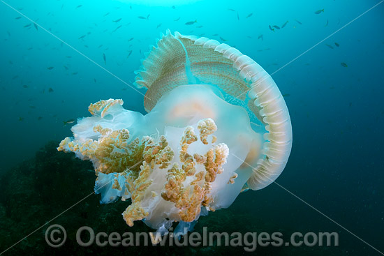 Giant Crinkled Jellyfish photo Giant Crinkled Jellyfish photo
