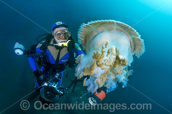 Diver and Giant Crinkled Jellyfish photo Diver and Giant Crinkled Jellyfish photo